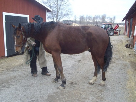 Hästjobb med travare